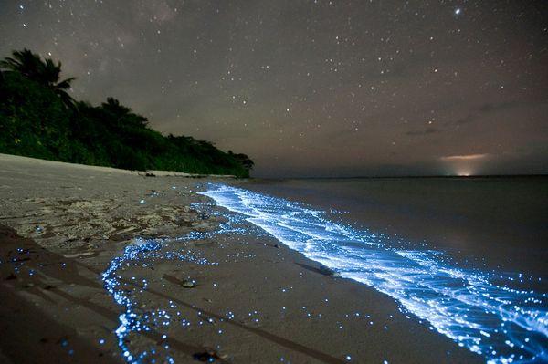 6 Places in the World to Witness Bioluminescence