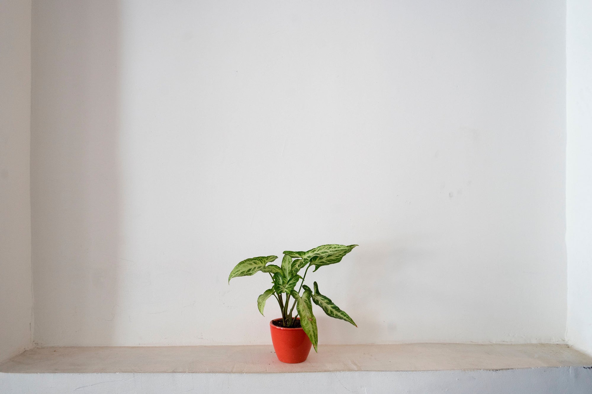 Tales From The Safe – The Pot Plant That Moved An Office