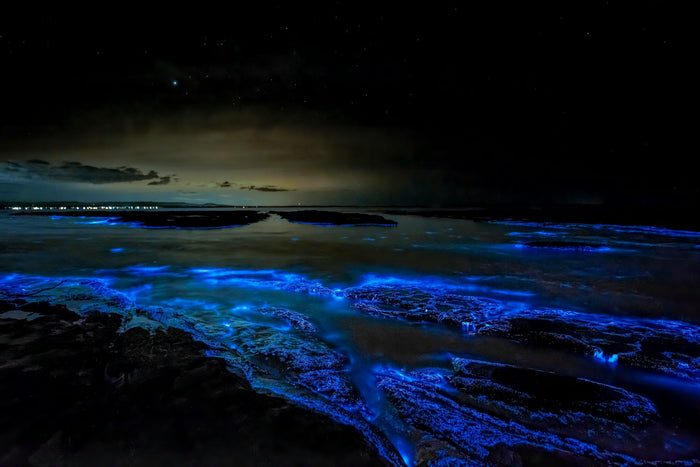 Bioluminescence at the Beach